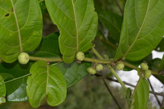 Glochidion tomentosum